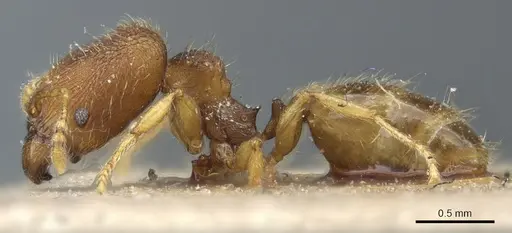 Pheidole simoni specimen CASENT0904263 image casent0904263_3