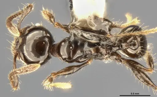 Pheidole simonsi specimen CASENT0283070 image casent0283070_1