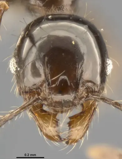 Pheidole simonsi specimen CASENT0283070 image casent0283070_2