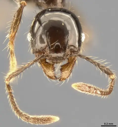 Pheidole simonsi specimen CASENT0283070 image casent0283070_3