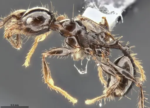 Pheidole simonsi specimen CASENT0283070 image casent0283070_4