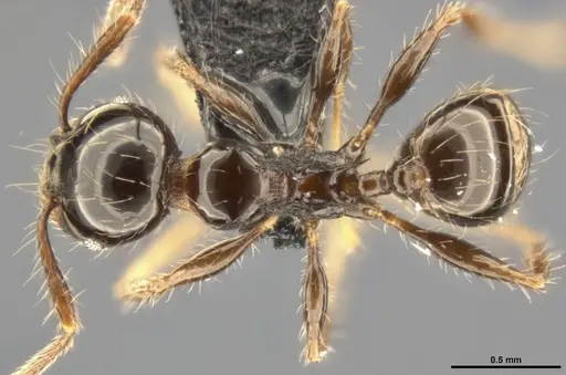 Pheidole simonsi specimen CASENT0283444 image casent0283444_1