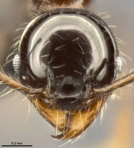 Pheidole simonsi specimen CASENT0283444 image casent0283444_2