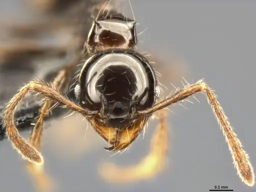 Pheidole simonsi specimen CASENT0283444 image casent0283444_3