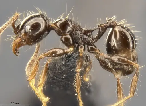 Pheidole simonsi specimen CASENT0283444 image casent0283444_4