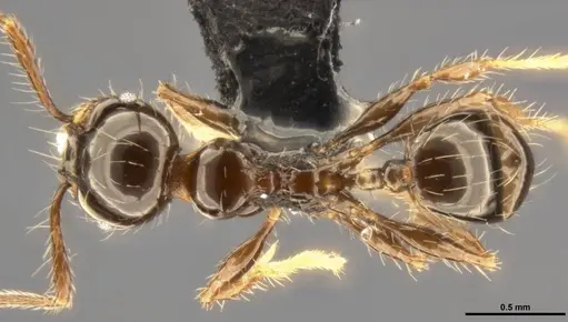 Pheidole simonsi specimen CASENT0283445 image casent0283445_1