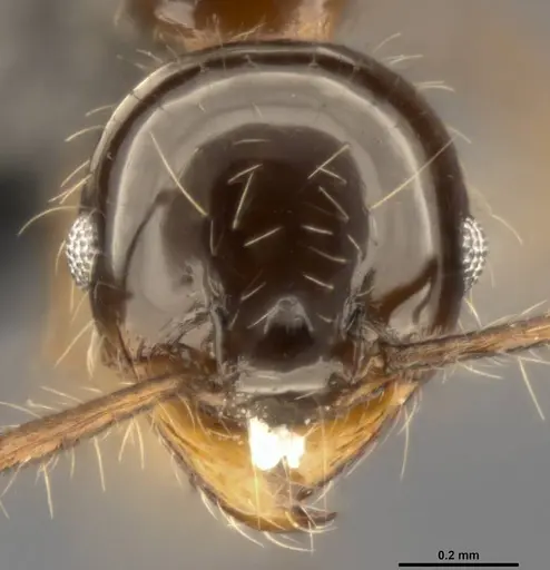 Pheidole simonsi specimen CASENT0283445 image casent0283445_2