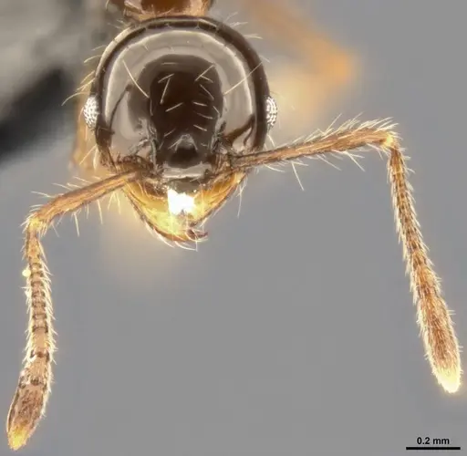 Pheidole simonsi specimen CASENT0283445 image casent0283445_3