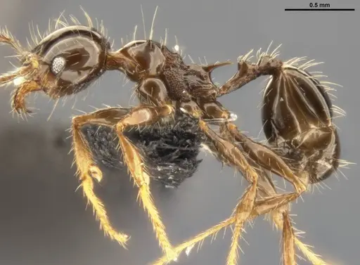 Pheidole simonsi specimen CASENT0283445 image casent0283445_4