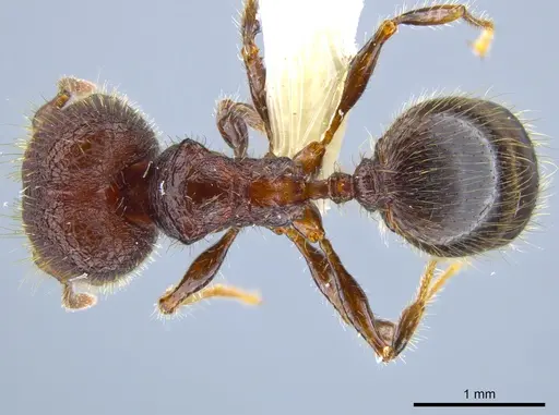 Pheidole simonsi specimen CASENT0633448 image casent0633448_1