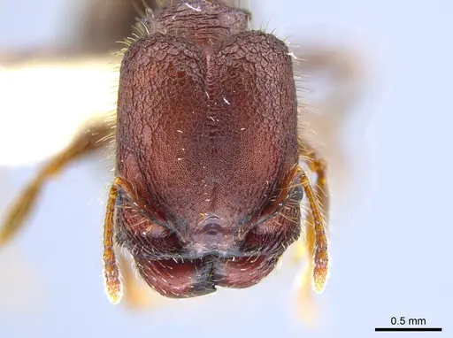 Pheidole simonsi specimen CASENT0633448 image casent0633448_2