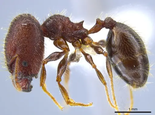 Pheidole simonsi specimen CASENT0633448 image casent0633448_3