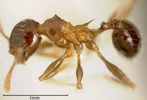 Pheidole simonsi specimen CASENT0635528 image casent0635528_1