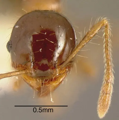 Pheidole simonsi specimen CASENT0635528 image casent0635528_2