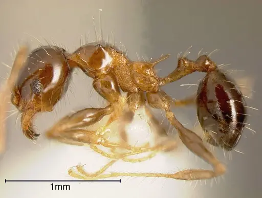 Pheidole simonsi specimen CASENT0635528 image casent0635528_3