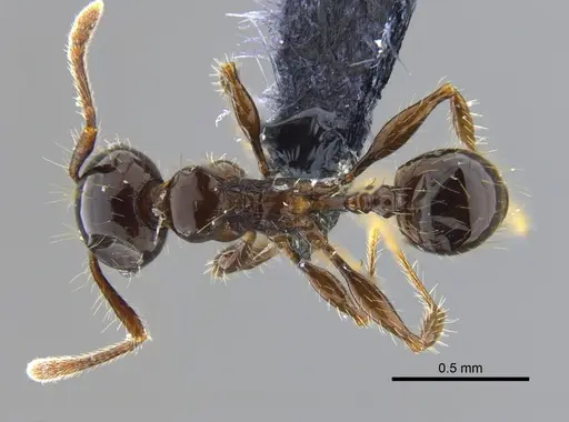 Pheidole simonsi specimen CBUMAGENT42048 image cbumagent42048_1
