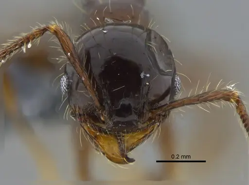 Pheidole simonsi specimen CBUMAGENT42048 image cbumagent42048_2