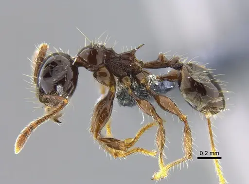 Pheidole simonsi specimen CBUMAGENT42048 image cbumagent42048_3