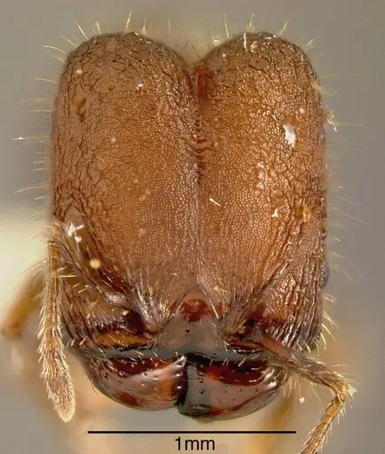 Pheidole simonsi specimen INBIOCRI001237520 image inbiocri001237520_1