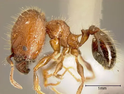 Pheidole simonsi specimen INBIOCRI001237520 image inbiocri001237520_2