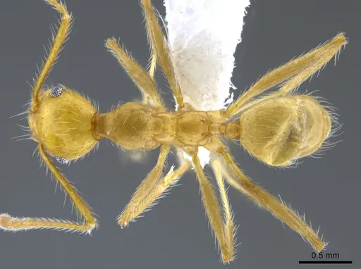Pheidole simplex specimen CASENT0650574 image casent0650574_1
