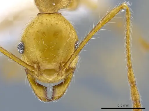 Pheidole simplex specimen CASENT0650574 image casent0650574_2