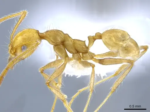 Pheidole simplex specimen CASENT0650574 image casent0650574_3
