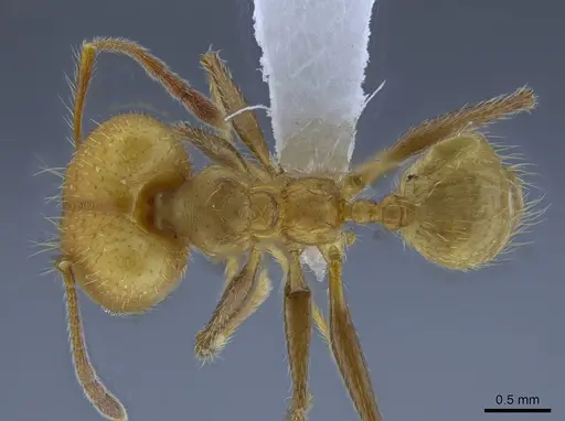 Pheidole simplex specimen CASENT0650575 image casent0650575_1