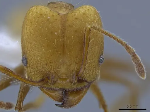 Pheidole simplex specimen CASENT0650575 image casent0650575_2