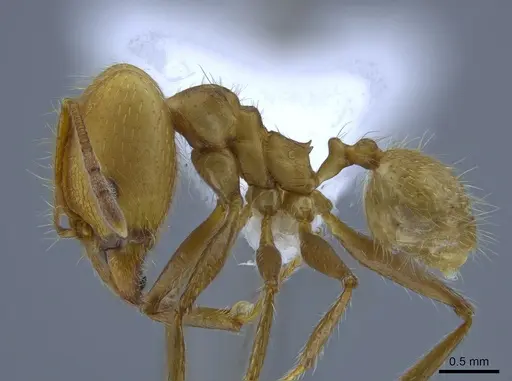 Pheidole simplex specimen CASENT0650575 image casent0650575_3