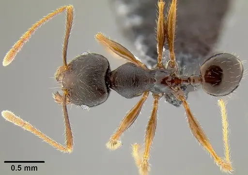 Pheidole simplispinosa specimen CASENT0171022 image casent0171022_1