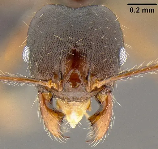 Pheidole simplispinosa specimen CASENT0171022 image casent0171022_2