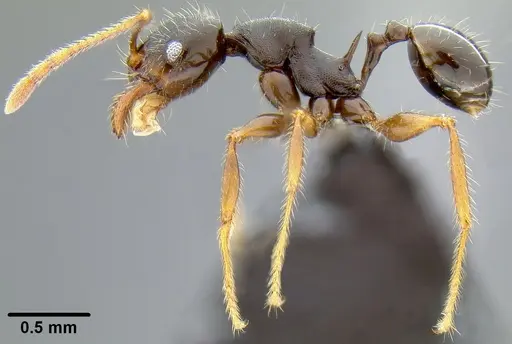 Pheidole simplispinosa specimen CASENT0171022 image casent0171022_3