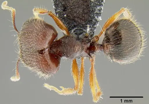 Pheidole simplispinosa specimen CASENT0171106 image casent0171106_1