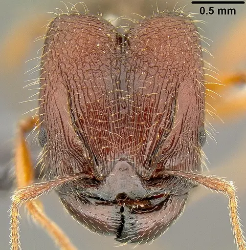 Pheidole simplispinosa specimen CASENT0171106 image casent0171106_2