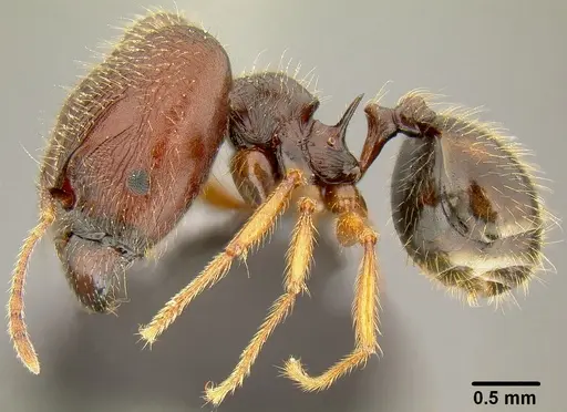 Pheidole simplispinosa specimen CASENT0171106 image casent0171106_3