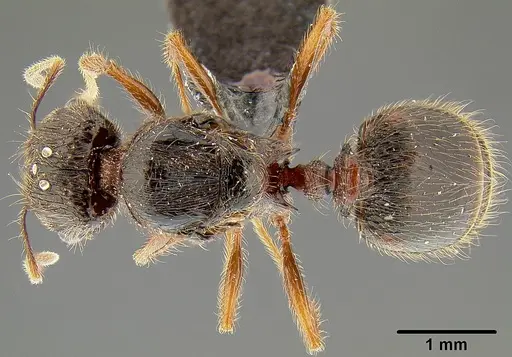 Pheidole simplispinosa specimen CASENT0171107 image casent0171107_1