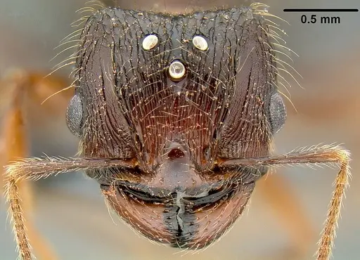 Pheidole simplispinosa specimen CASENT0171107 image casent0171107_2