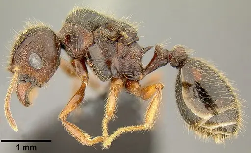 Pheidole simplispinosa specimen CASENT0171107 image casent0171107_3
