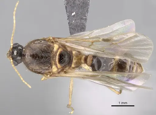 Pheidole sinaitica specimen CASENT0249818 image casent0249818_1
