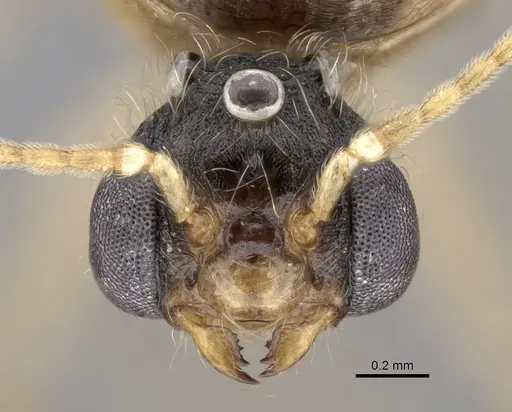 Pheidole sinaitica specimen CASENT0249818 image casent0249818_2