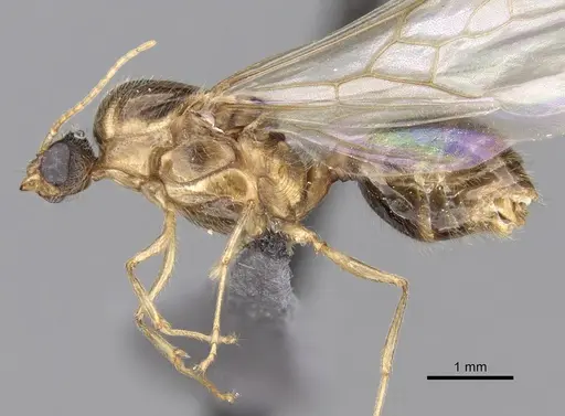 Pheidole sinaitica specimen CASENT0249818 image casent0249818_3