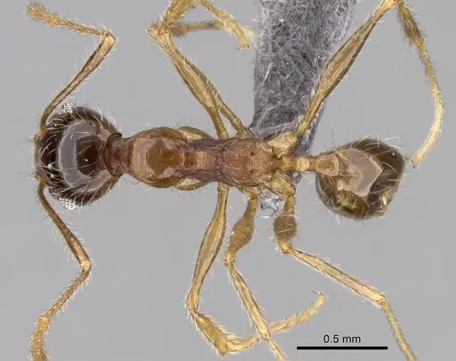 Pheidole sinaitica specimen CASENT0263666 image casent0263666_1