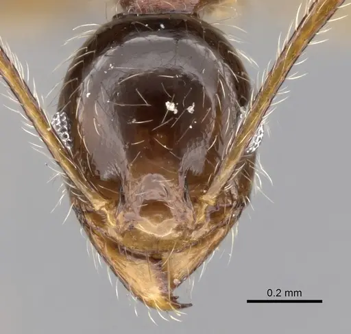 Pheidole sinaitica specimen CASENT0263666 image casent0263666_2
