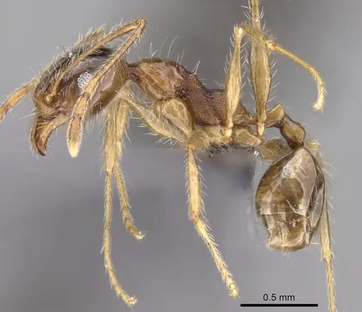 Pheidole sinaitica specimen CASENT0263666 image casent0263666_3