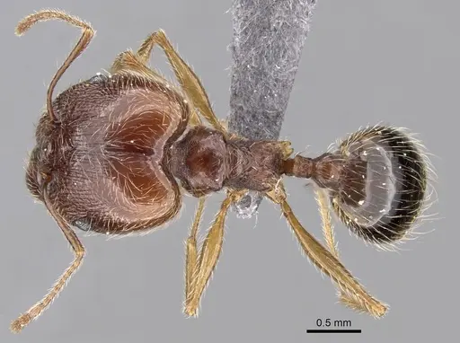 Pheidole sinaitica specimen CASENT0263723 image casent0263723_1