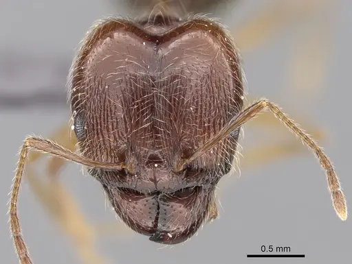 Pheidole sinaitica specimen CASENT0263723 image casent0263723_2