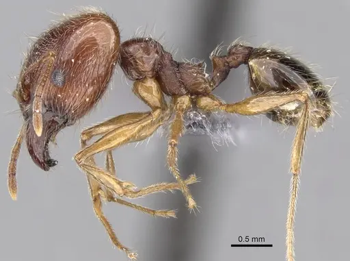 Pheidole sinaitica specimen CASENT0263723 image casent0263723_3