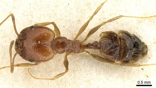 Pheidole sinaitica specimen CASENT0906614 image casent0906614_1