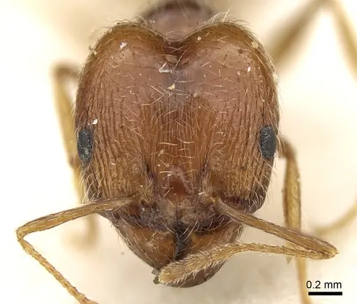 Pheidole sinaitica specimen CASENT0906614 image casent0906614_2